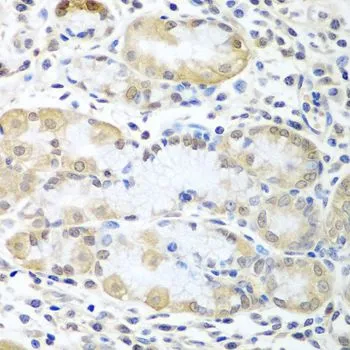 IHC-P analysis of human stomach tissue using GTX33022 ASNA1 antibody. Dilution : 1:100