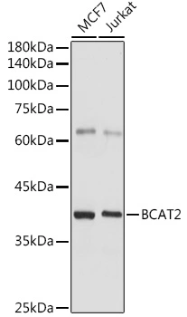 WB analysis of various sample lysates using GTX33036 BCAT2 antibody. Dilution : 1:1000 Loading : 25microg per lane WB analysis of various sample lysates using GTX33036 BCAT2 antibody. Dilution : 1:1000 Loading : 25microg per lane