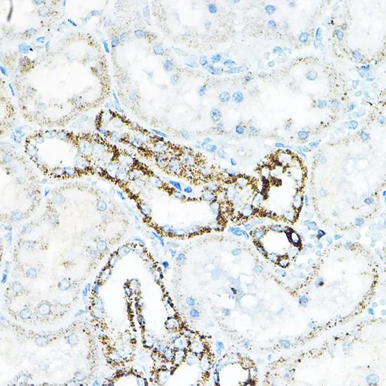 IHC-P analysis of mouse kidney tissue using GTX33036 BCAT2 antibody. Dilution : 1:100