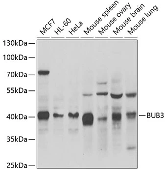 WB analysis of various sample lysates using GTX33047 BUB3 antibody. The signal was developed with ECL plus-Enhanced. Dilution : 1:1000 Loading : 25microg per lane WB analysis of various sample lysates using GTX33047 BUB3 antibody. The signal was developed with ECL plus-Enhanced. Dilution : 1:1000 Loading : 25microg per lane