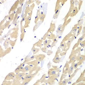 IHC-P analysis of mouse heart tissue using GTX33073 TCP1 gamma antibody. Dilution : 1:100