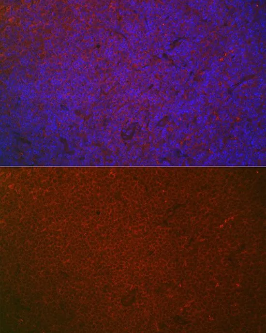 IHC-P analysis of mouse spleen tissue using GTX33078 CD32a antibody. Blue : DAPI Dilution : 1:100