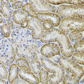 IHC-P analysis of mouse kidney tissue using GTX33083 CDH16 antibody. Dilution : 1:100