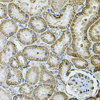 IHC-P analysis of rat kidney tissue using GTX33083 CDH16 antibody. Dilution : 1:100
