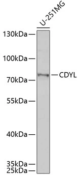 WB analysis of U-251MG cell lysate using GTX33088 CDYL antibody. Dilution : 1:1000 Loading : 25microg per lane