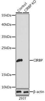 WB analysis of normal (control) and knockout (KO) 293T cell lysate using GTX33096 CIRBP antibody. Dilution : 1:1000 Loading : 25microg per lane WB analysis of normal (control) and knockout (KO) 293T cell lysate using GTX33096 CIRBP antibody. Dilution : 1:1000 Loading : 25microg per lane