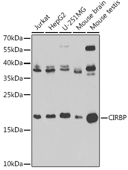 WB analysis of various sample lysates using GTX33096 CIRBP antibody. Dilution : 1:1000 Loading : 25microg per lane
