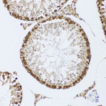 IHC-P analysis of mouse testis tissue using GTX33096 CIRBP antibody. Dilution : 1:100