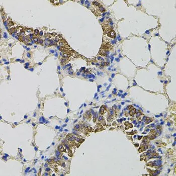 IHC-P analysis of mouse lung tissue using GTX33097 CKAP4 antibody.