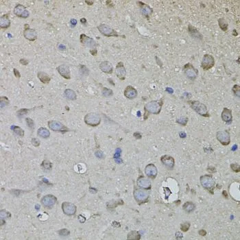 IHC-P analysis of rat brain tissue using GTX33097 CKAP4 antibody.