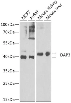 WB analysis of various sample lysates using GTX33143 DAP3 antibody. Dilution : 1:1000 Loading : 25microg per lane WB analysis of various sample lysates using GTX33143 DAP3 antibody. Dilution : 1:1000 Loading : 25microg per lane