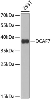 WB analysis of 293T cell lysate using GTX33146 DCAF7 antibody. Dilution : 1:1000 Loading : 25microg per lane WB analysis of 293T cell lysate using GTX33146 DCAF7 antibody. Dilution : 1:1000 Loading : 25microg per lane