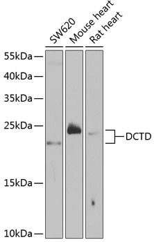 WB analysis of various sample lysates using GTX33147 DCTD antibody. Dilution : 1:1000 Loading : 25microg per lane WB analysis of various sample lysates using GTX33147 DCTD antibody. Dilution : 1:1000 Loading : 25microg per lane