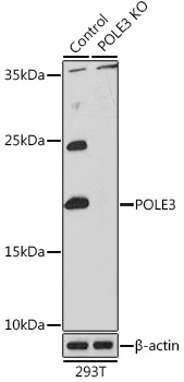 WB analysis of normal (control) and knockout (KO) 293T cell lysate using GTX33158 DNA polymerase epsilon 3 antibody. Dilution : 1:1000 Loading : 25microg per lane WB analysis of normal (control) and knockout (KO) 293T cell lysate using GTX33158 DNA polymerase epsilon 3 antibody. Dilution : 1:1000 Loading : 25microg per lane
