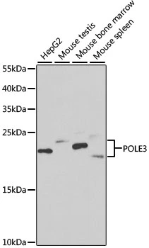 WB analysis of various sample lysates using GTX33158 DNA polymerase epsilon 3 antibody. The signal was developed with ECL plus-Enhanced. Dilution : 1:1000 Loading : 25microg per lane