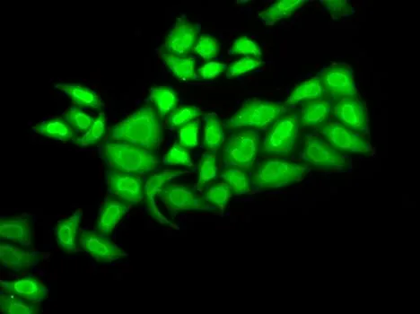 ICC/IF analysis of U2OS cells using GTX33158 DNA polymerase epsilon 3 antibody.