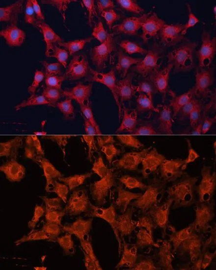 ICC/IF analysis of C6 cells using GTX33159 DNAJA2 antibody. Blue : DAPI Dilution : 1:100