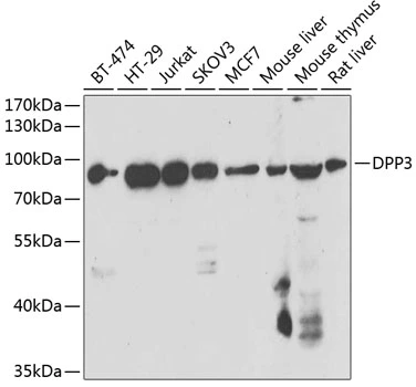 WB analysis of various sample lysates using GTX33164 DPP3 antibody. Dilution : 1:1000 Loading : 25microg per lane WB analysis of various sample lysates using GTX33164 DPP3 antibody. Dilution : 1:1000 Loading : 25microg per lane