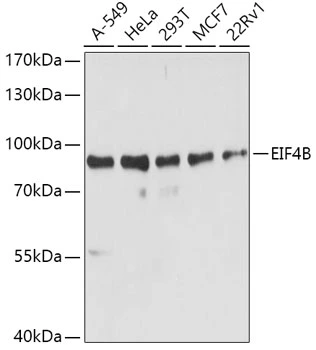 WB analysis of various sample lysates using GTX33175 eIF4B antibody. Dilution : 1:1000 Loading : 25microg per lane