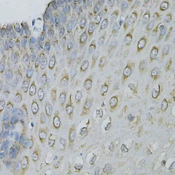 IHC-P analysis of human esophagus tissue using GTX33175 eIF4B antibody. Dilution : 1:100