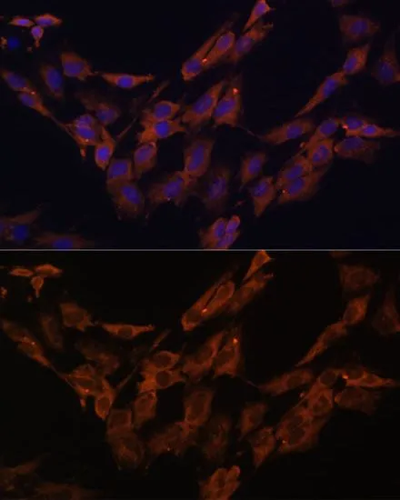 ICC/IF analysis of C6 cells using GTX33180 ENOX2 antibody. Blue : DAPI Dilution : 1:100