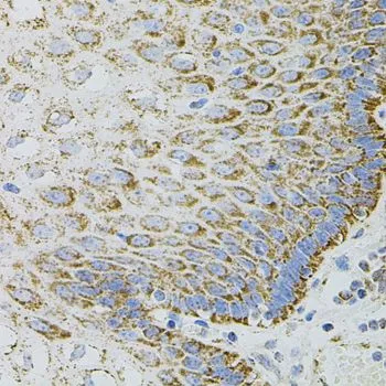IHC-P analysis of human esophagus tissue using GTX33183 EPO antibody.