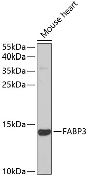 WB analysis of mouse heart tissue lysate using GTX33190 FABP3 antibody. Dilution : 1:1000 Loading : 25microg per lane WB analysis of mouse heart tissue lysate using GTX33190 FABP3 antibody. Dilution : 1:1000 Loading : 25microg per lane