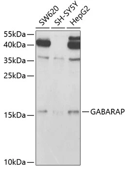 WB analysis of various sample lysates using GTX33208 GABARAP antibody. Dilution : 1:1000 Loading : 25microg per lane WB analysis of various sample lysates using GTX33208 GABARAP antibody. Dilution : 1:1000 Loading : 25microg per lane