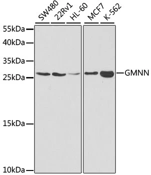 WB analysis of various sample lysates using GTX33218 Geminin antibody. Dilution : 1:1000 Loading : 25microg per lane WB analysis of various sample lysates using GTX33218 Geminin antibody. Dilution : 1:1000 Loading : 25microg per lane