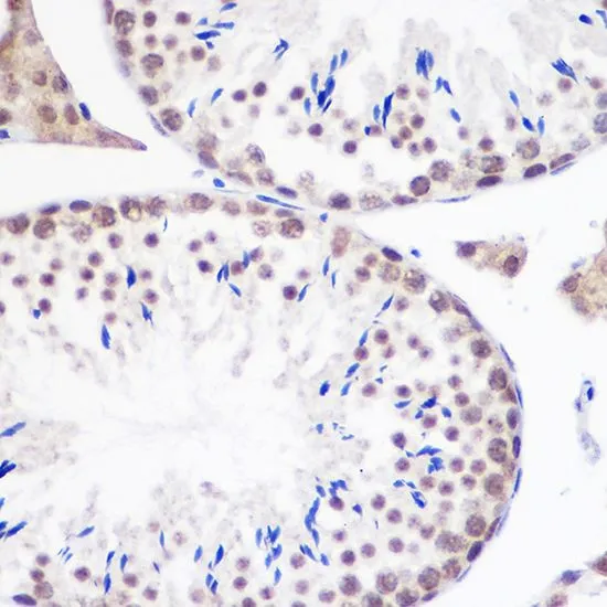 IHC-P analysis of mouse testis tissue using GTX33218 Geminin antibody. Dilution : 1:100