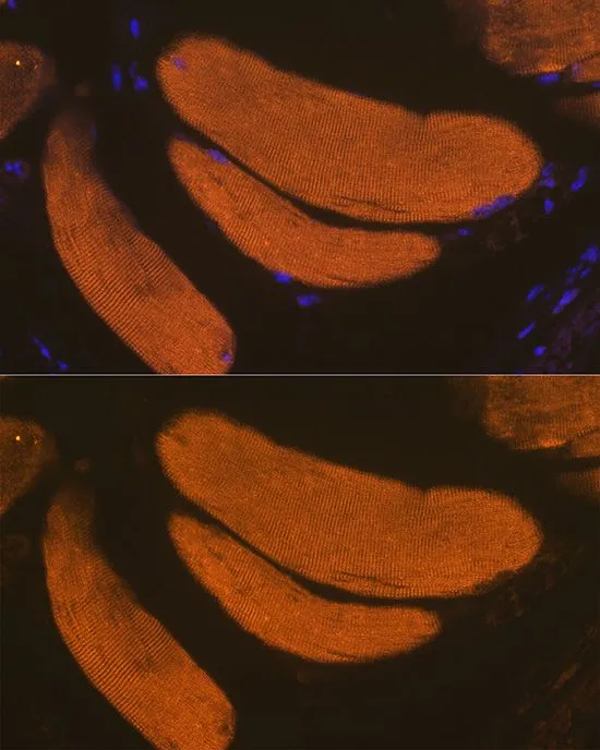 IHC-P analysis of mouse skeletal muscle tissue using GTX33221 GLUT4 antibody. Blue : DAPI Dilution : 1:100