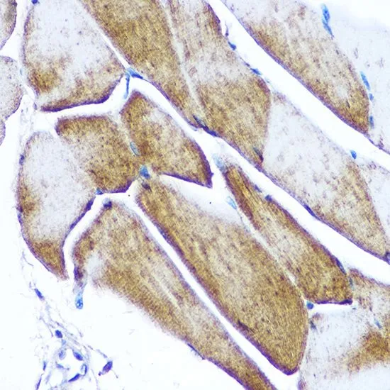 IHC-P analysis of mouse skeletal muscle tissue using GTX33221 GLUT4 antibody. Dilution : 1:100