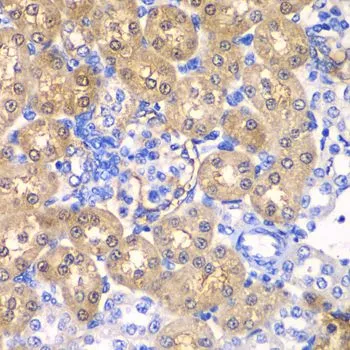 IHC-P analysis of rat kidney tissue using GTX33247 HPD antibody. Dilution : 1:100