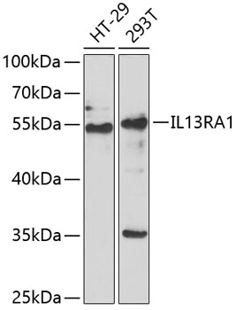 WB analysis of various sample lysates using GTX33259 IL13 Receptor alpha 1 antibody. Dilution : 1:1000 Loading : 25microg per lane WB analysis of various sample lysates using GTX33259 IL13 Receptor alpha 1 antibody. Dilution : 1:1000 Loading : 25microg per lane