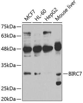 WB analysis of various sample lysates using GTX33297 Livin antibody. Dilution : 1:1000 Loading : 25microg per lane WB analysis of various sample lysates using GTX33297 Livin antibody. Dilution : 1:1000 Loading : 25microg per lane