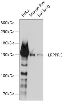 WB analysis of various sample lysates using GTX33302 LRP130 antibody. Dilution : 1:1000 Loading : 25microg per lane WB analysis of various sample lysates using GTX33302 LRP130 antibody. Dilution : 1:1000 Loading : 25microg per lane