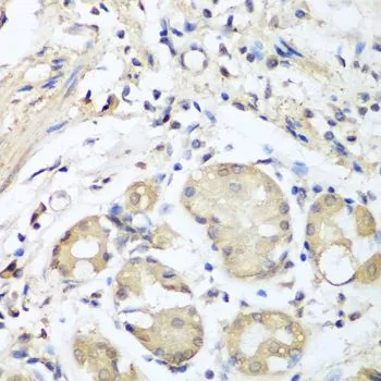 IHC-P analysis of human stomach tissue using GTX33357 Nidogen 1 antibody. Dilution : 1:100
