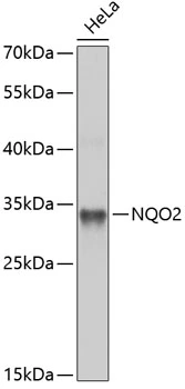 WB analysis of HeLa cell lysate using GTX33363 NQO2 antibody. The signal was developed with ECL plus-Enhanced. Dilution : 1:1000 Loading : 25microg per lane WB analysis of HeLa cell lysate using GTX33363 NQO2 antibody. The signal was developed with ECL plus-Enhanced. Dilution : 1:1000 Loading : 25microg per lane