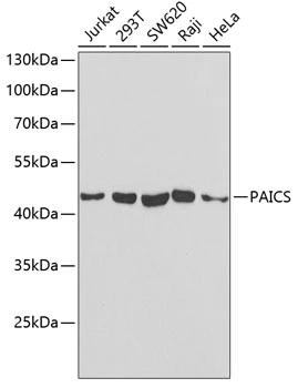 WB analysis of various sample lysates using GTX33382 PAICS antibody. Dilution : 1:1000 Loading : 25microg per lane WB analysis of various sample lysates using GTX33382 PAICS antibody. Dilution : 1:1000 Loading : 25microg per lane