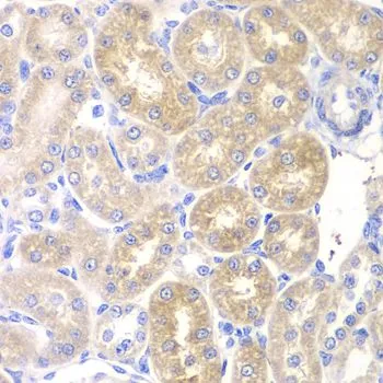 IHC-P analysis of rat kidney tissue using GTX33384 Pancreatic Lipase antibody. Dilution : 1:200