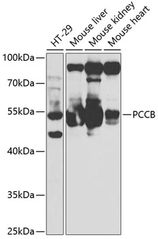 WB analysis of various sample lysates using GTX33390 PCCB antibody. Dilution : 1:1000 Loading : 25microg per lane WB analysis of various sample lysates using GTX33390 PCCB antibody. Dilution : 1:1000 Loading : 25microg per lane