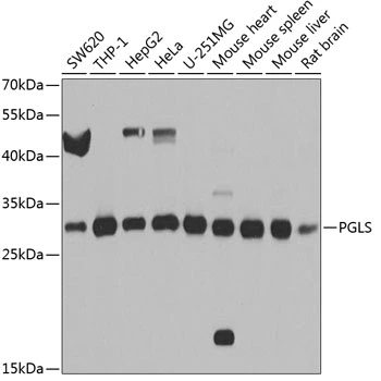 WB analysis of various sample lysates using GTX33407 PGLS antibody. Dilution : 1:1000 Loading : 25microg per lane WB analysis of various sample lysates using GTX33407 PGLS antibody. Dilution : 1:1000 Loading : 25microg per lane