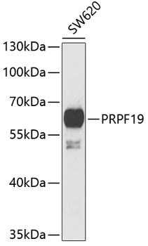 WB analysis of SW620 cell lysate using GTX33432 PRP19 antibody. Dilution : 1:1000 Loading : 25microg per lane WB analysis of SW620 cell lysate using GTX33432 PRP19 antibody. Dilution : 1:1000 Loading : 25microg per lane