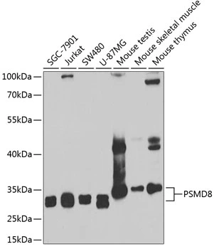 WB analysis of various sample lysates using GTX33440 PSMD8 antibody. Dilution : 1:1000 Loading : 25microg per lane WB analysis of various sample lysates using GTX33440 PSMD8 antibody. Dilution : 1:1000 Loading : 25microg per lane