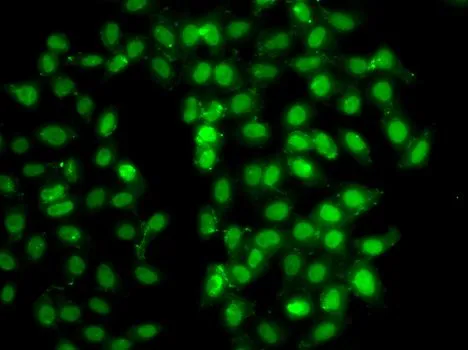 ICC/IF analysis of U2OS cells using GTX33440 PSMD8 antibody.