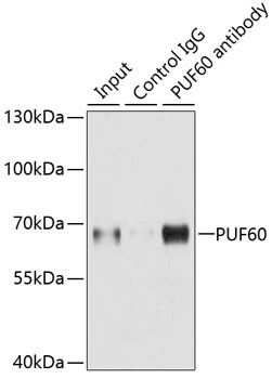 IP analysis of A549 cell lysate using GTX33446 PUF60 antibody. Antibody amount : 3microg / 150microg lysate Dilution : 1:500 IP analysis of A549 cell lysate using GTX33446 PUF60 antibody. Antibody amount : 3microg / 150microg lysate Dilution : 1:500