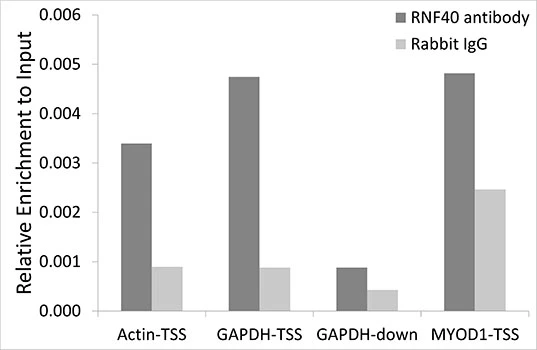 ChIP analysis of HeLa cell lysate using GTX33467 RNF40 antibody. The amount of immunoprecipitated DNA was checked by quantitative PCR. Histogram was constructed by the ratios of the immunoprecipitated DNA to the input. ChIP analysis of HeLa cell lysate using GTX33467 RNF40 antibody. The amount of immunoprecipitated DNA was checked by quantitative PCR. Histogram was constructed by the ratios of the immunoprecipitated DNA to the input.