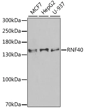 WB analysis of various sample lysates using GTX33467 RNF40 antibody. The signal was developed with ECL plus-Enhanced. Dilution : 1:1000 Loading : 25microg per lane