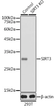 WB analysis of 293T cell lysate using GTX33499 SIRT3 antibody. Dilution : 1:1000 Loading : 25microg per lane WB analysis of 293T cell lysate using GTX33499 SIRT3 antibody. Dilution : 1:1000 Loading : 25microg per lane