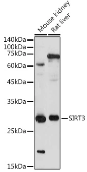 WB analysis of various sample lysates using GTX33499 SIRT3 antibody. Dilution : 1:1000 Loading : 25microg per lane